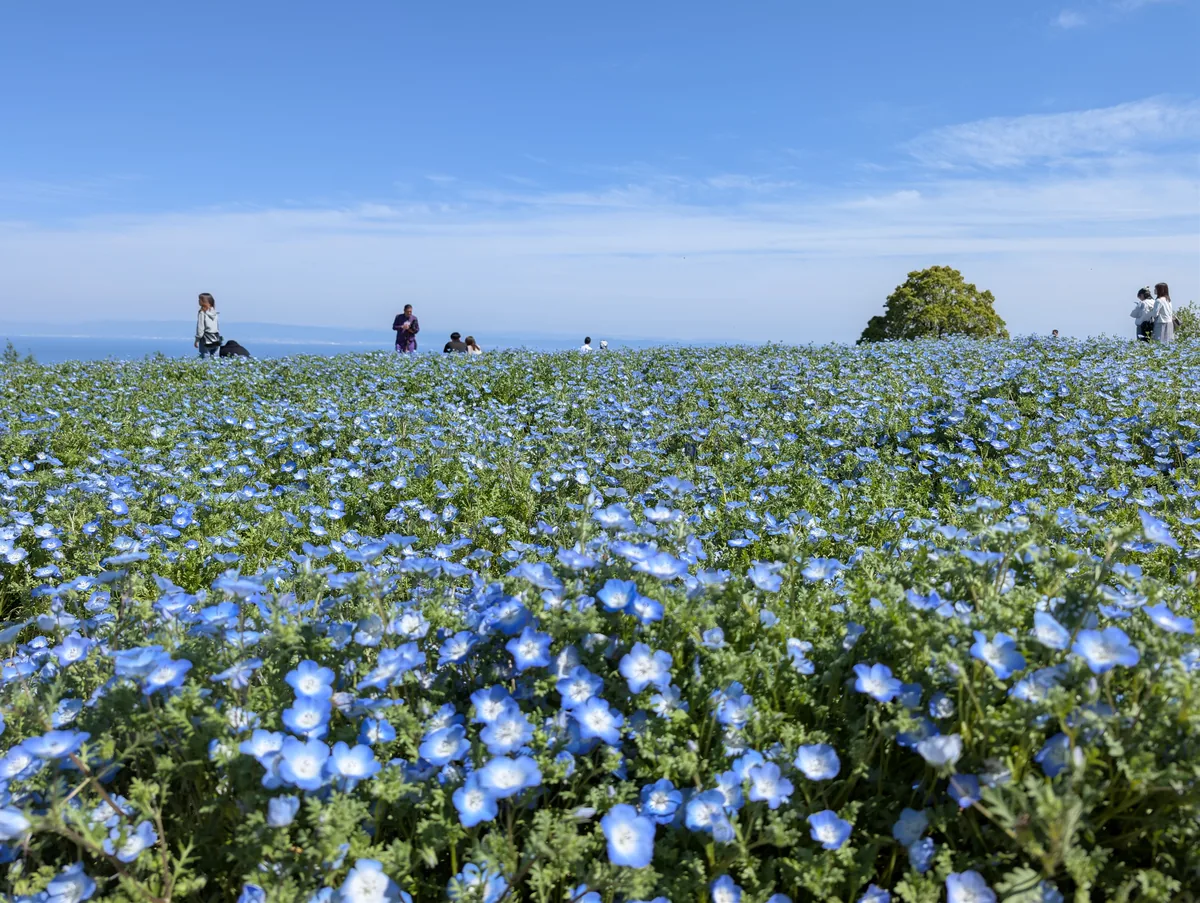 あわじ花さじきのネモフィラ畑